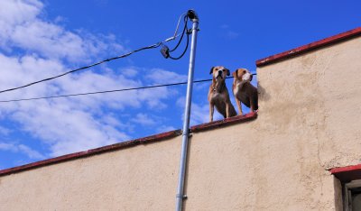 Dogs on a Roof