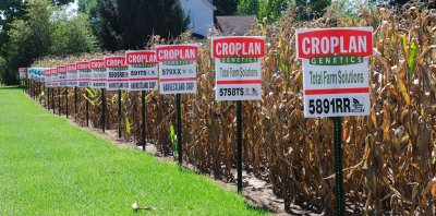 Corn Crop Testing