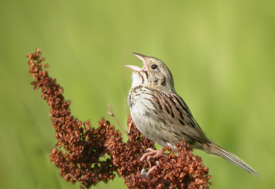 Henslow's Sparrow