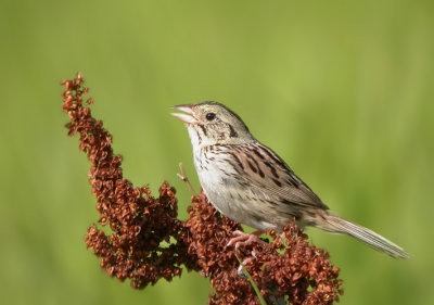 Henslow's Sparrow