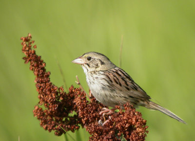 Henslow's Sparrow