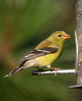 American Goldfinch 2