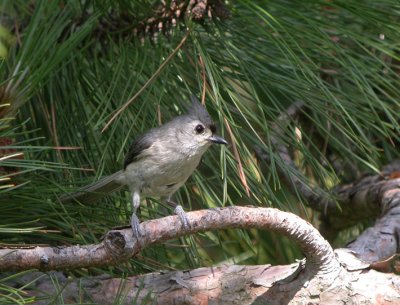 Tufted Titmouse