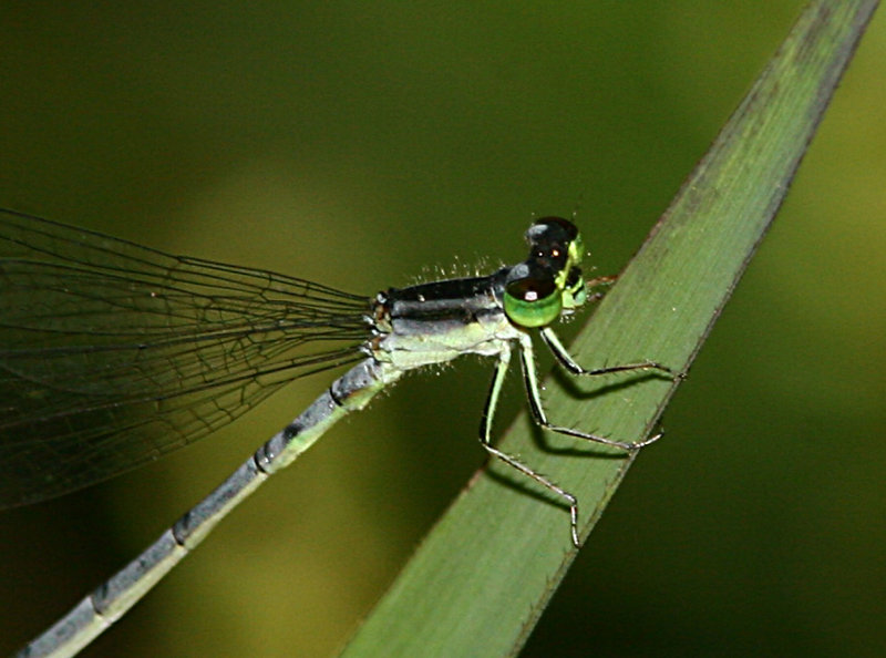 Eastern Forktail Female head.jpg