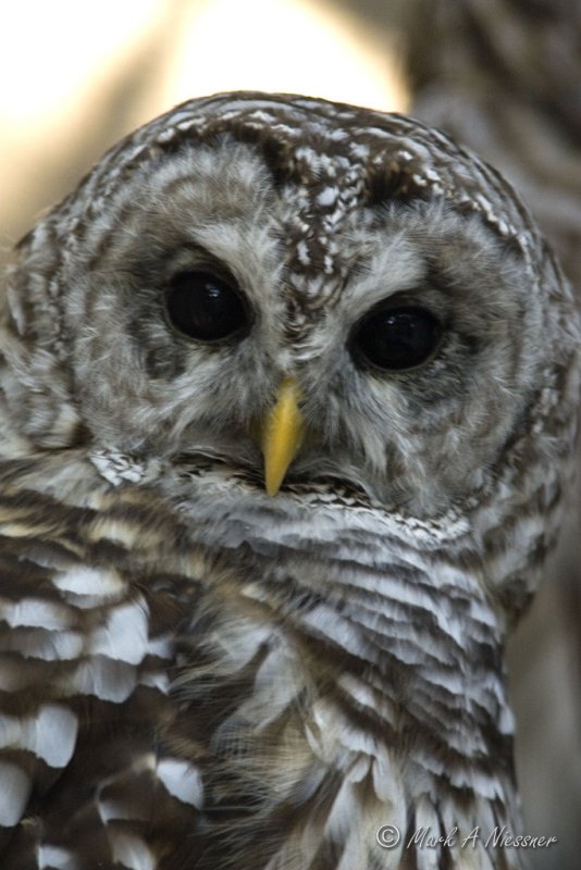 Barred Owl