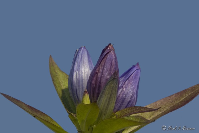 Bottle Gentian (Gentiana andrewsii)1.jpg