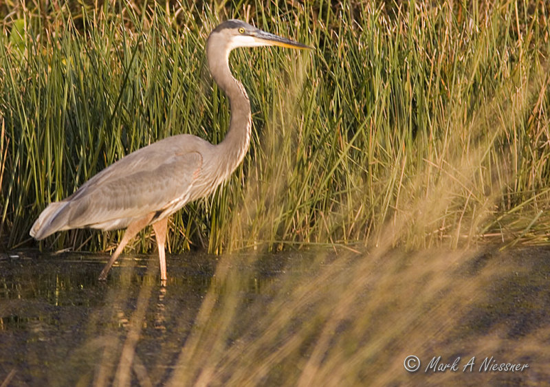 Great Blue Heron