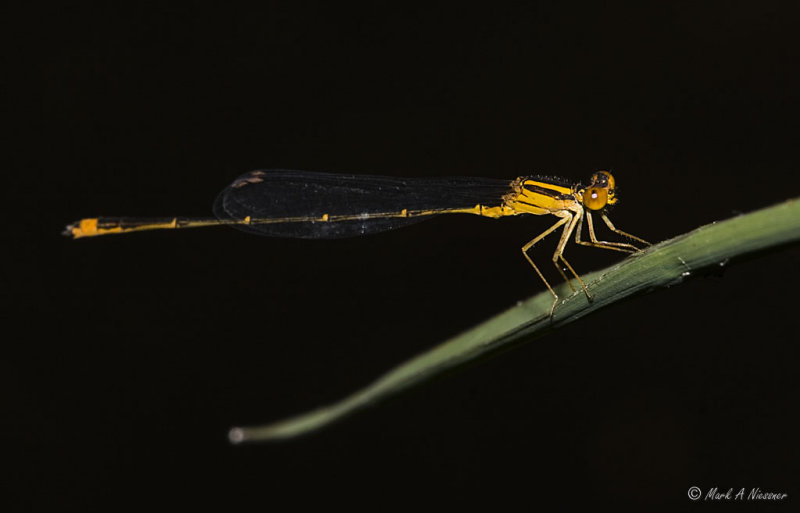 Orange Bluet (Enallagma signatum).jpg