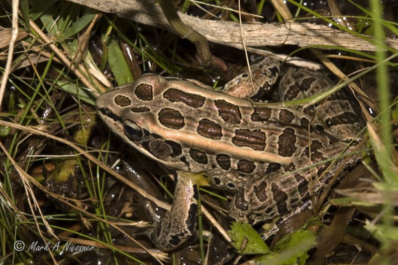 Pickerel Frog (Rana palustris)