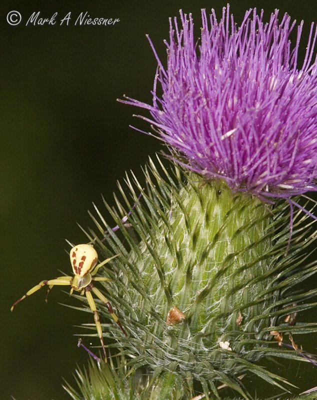 Spider on Bull Thistle.jpg