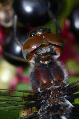 Black Saddlebags (Tramea lacerata)  closeup.jpg
