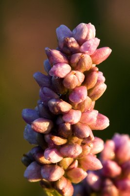 Smartweed Flower.jpg