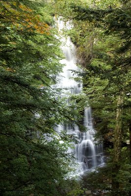 Ganoga Falls w Trees - Ricketts Glen State Park