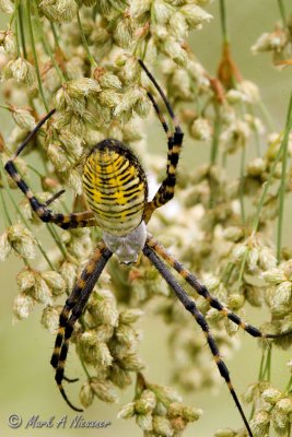 Black-and-Yellow Argiope (Argiope auramtia)1.jpg