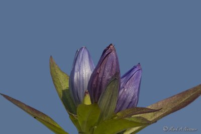 Bottle Gentian (Gentiana andrewsii)1.jpg