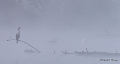 Double-crested Cormorant in early morning fog