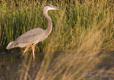 Great Blue Heron