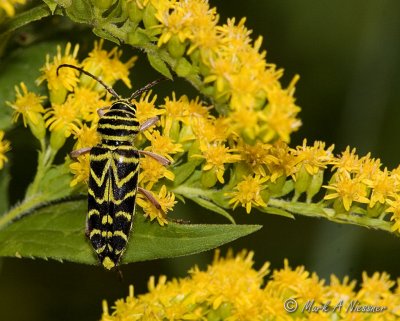 Locust Borer (Megacyllene robiniae).jpg