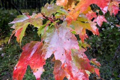 Mountain Maple.jpg
