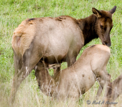 Nursing Elk calf.jpg