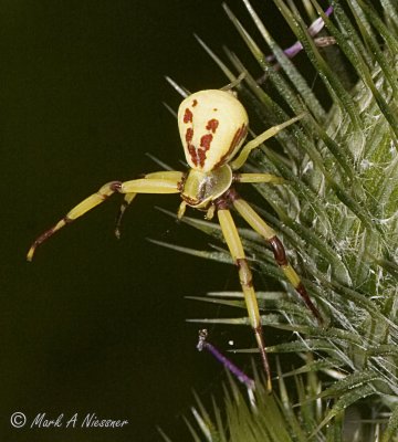 One of the crab spiders  (i think).jpg