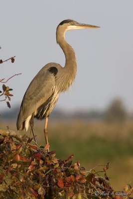 Perched Great Blue Heron 2