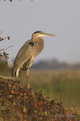 Perched Great Blue Heron