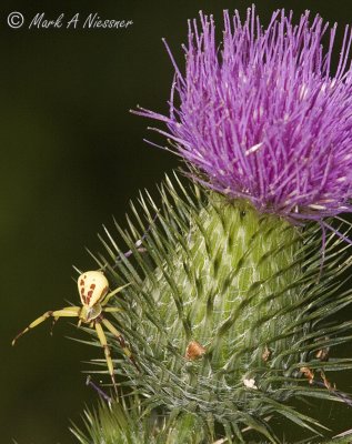 Spider on Bull Thistle.jpg