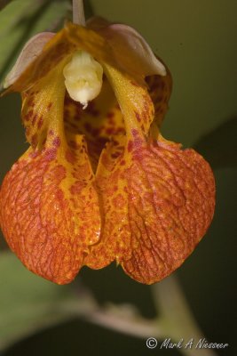 Spotted Touch Me Not (Impatiens capensis).jpg