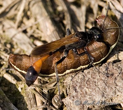 Thread-waisted Wasp with prey.jpg