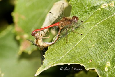 Yellow-legged Meadowhawk mating.jpg