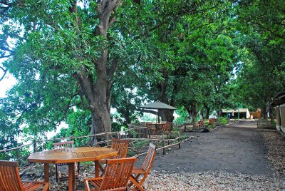 One of the nice aspects of the camp - the mango trees