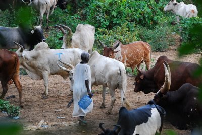 Stroll through the cows