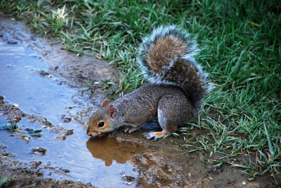 Squirrel in a the park near the Washington memorial