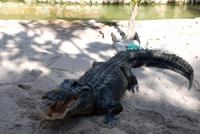 A captive Alligator