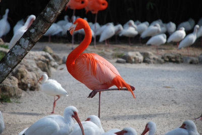 Birds at the Flamingo Gardens Wildlife Sanctuary 2