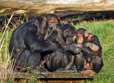 Monkey scrum