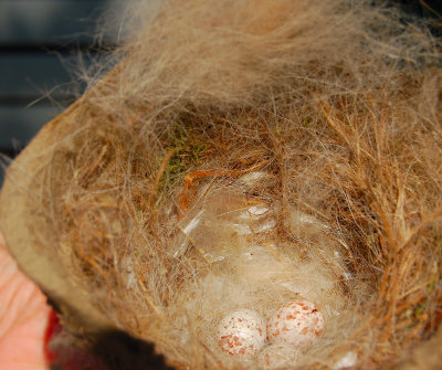 Moss and my dog's(Coco) discarded hair provided cushioning!