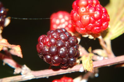 wild blackberries - yummy