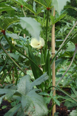 So that's what an Okra plant looks like!