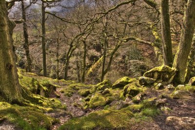 Woods above Aira Force