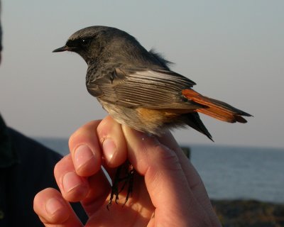 Svart rdstjrt [Black Redstart] DSCN7520)