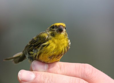 Gulhmpling [European Serin] (IMG_1417)