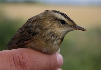 Svsngare [Sedge Warbler] (IMG_3695)