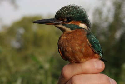 Kungsfiskare [Common Kingfisher] (IMG_4922)