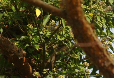 Taigasngare / Yellow-browed Warbler