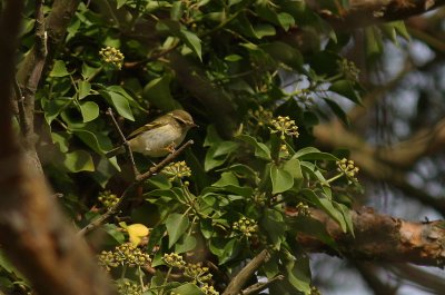 Taigasngare / Yellow-browed Warbler