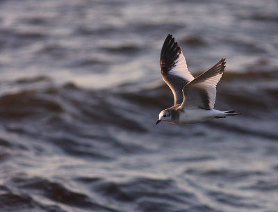 Trnms Larus sabini [Sabine's Gull]