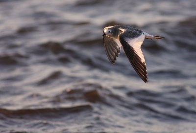 Trnms Larus sabini [Sabine's Gull]