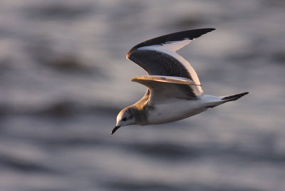 Trnms Larus sabini [Sabine's Gull]